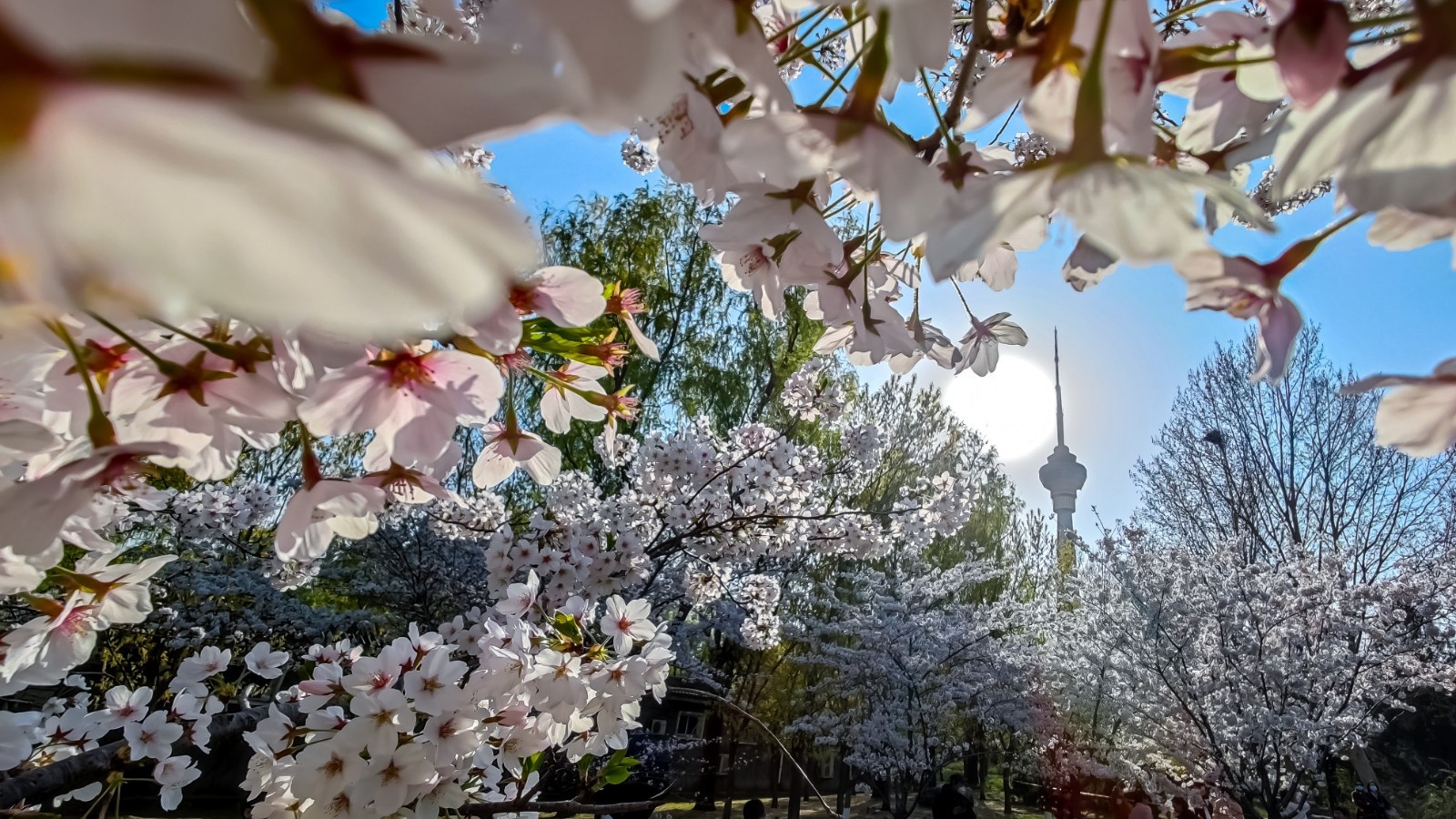 【樱花限定】北京颐和园+景山公园+北海公园+玉渊潭公园1日游