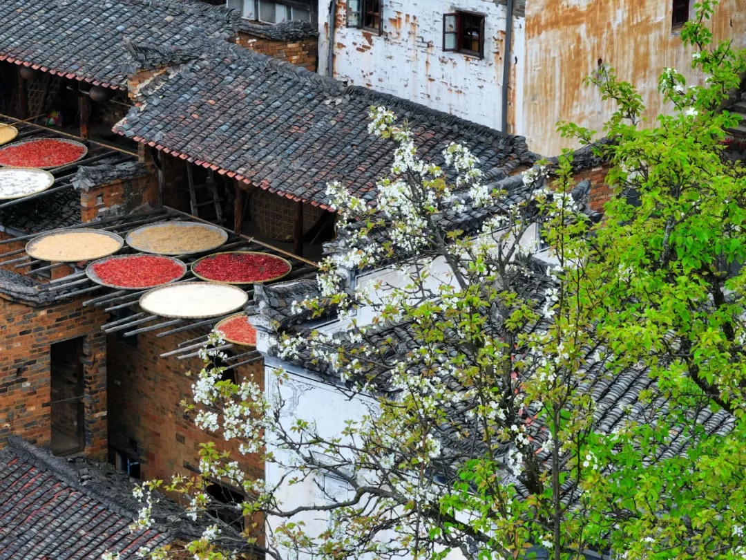 江西上饶篁岭+李坑 江南探春赏花 1日游 (一单一团+春季限定梯田花海+江南水乡人家)