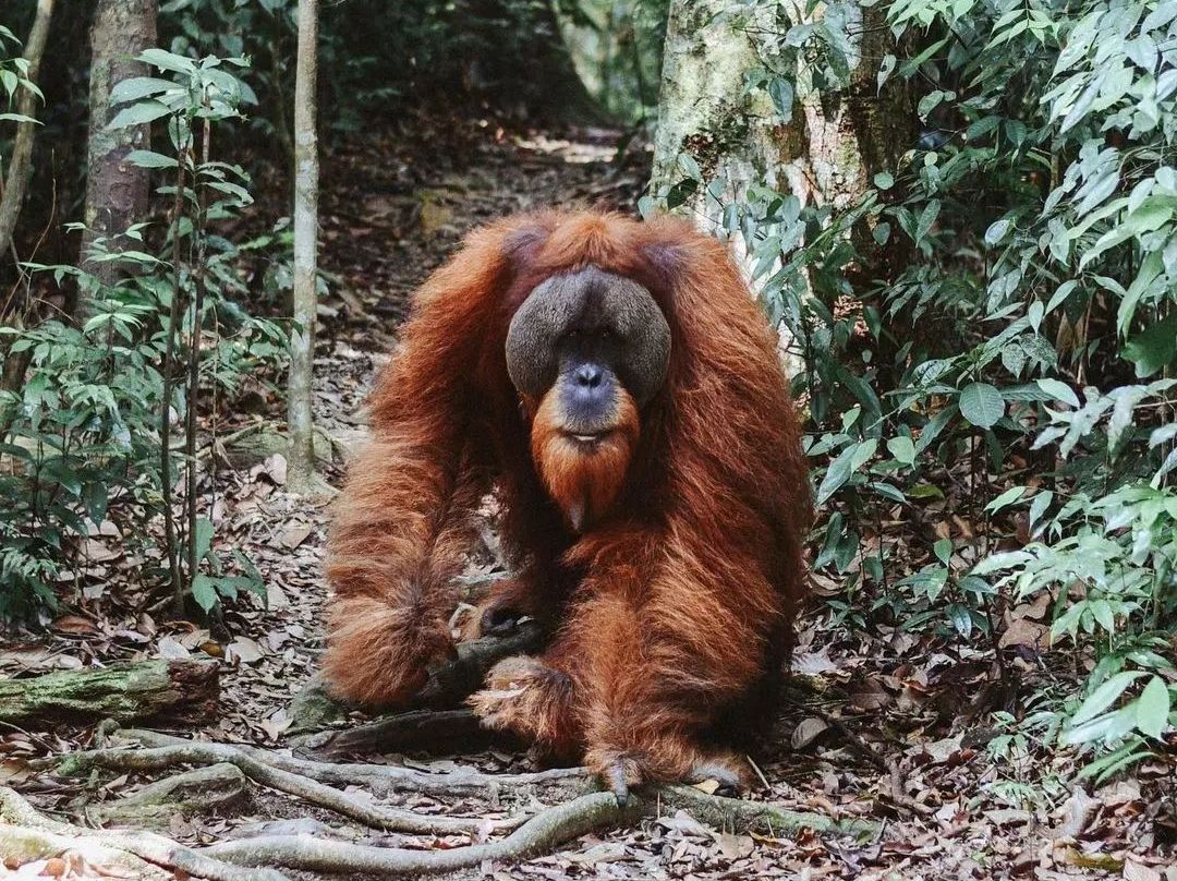 北苏门答腊5日游（丛林徒步和火山探险）