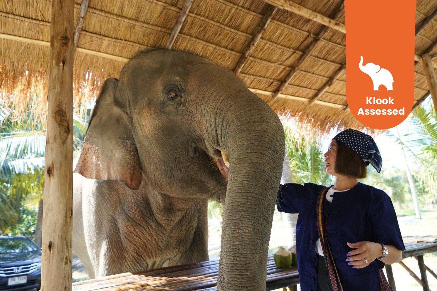 曼谷或芭提雅出发，前往春武里府绿野仙踪象园