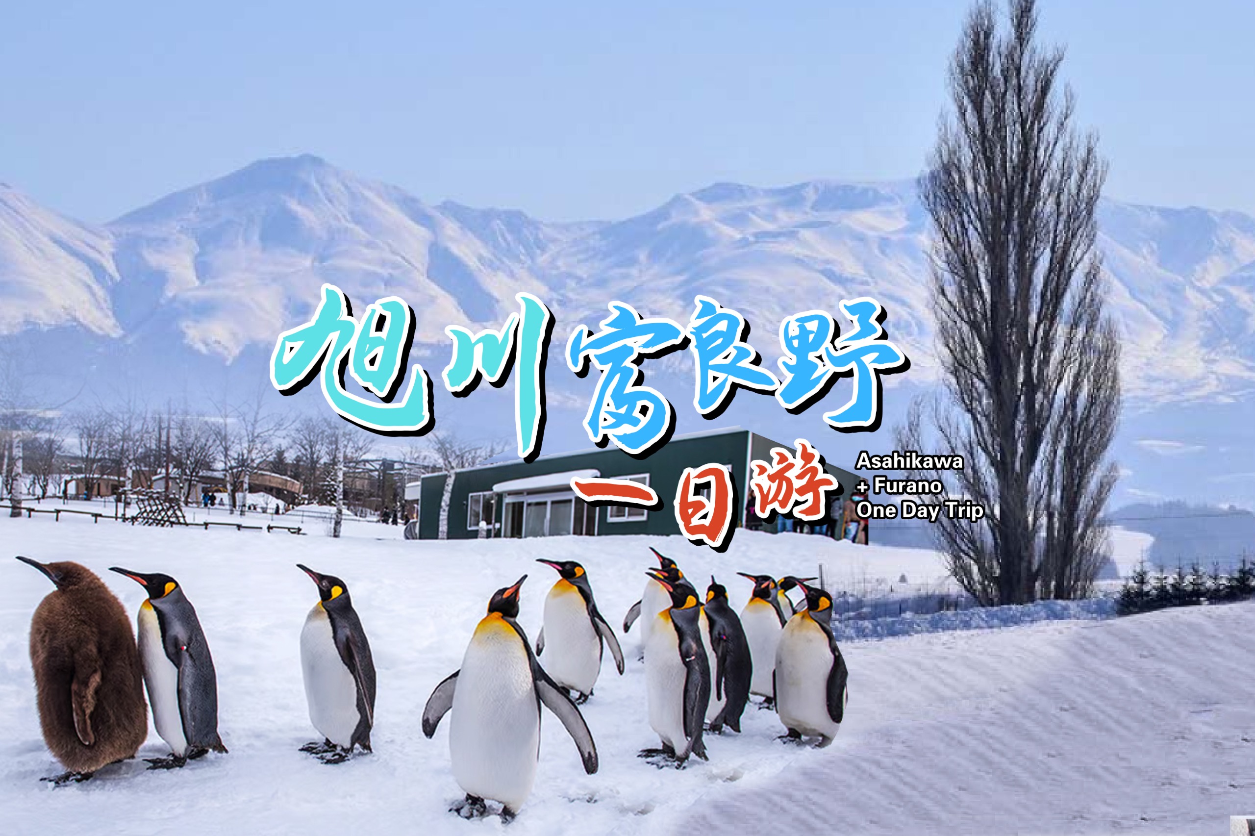 北海道旭川富良野一日游 | 旭川动物园-美英网红打卡树-四季彩之秋体验雪上摩托车