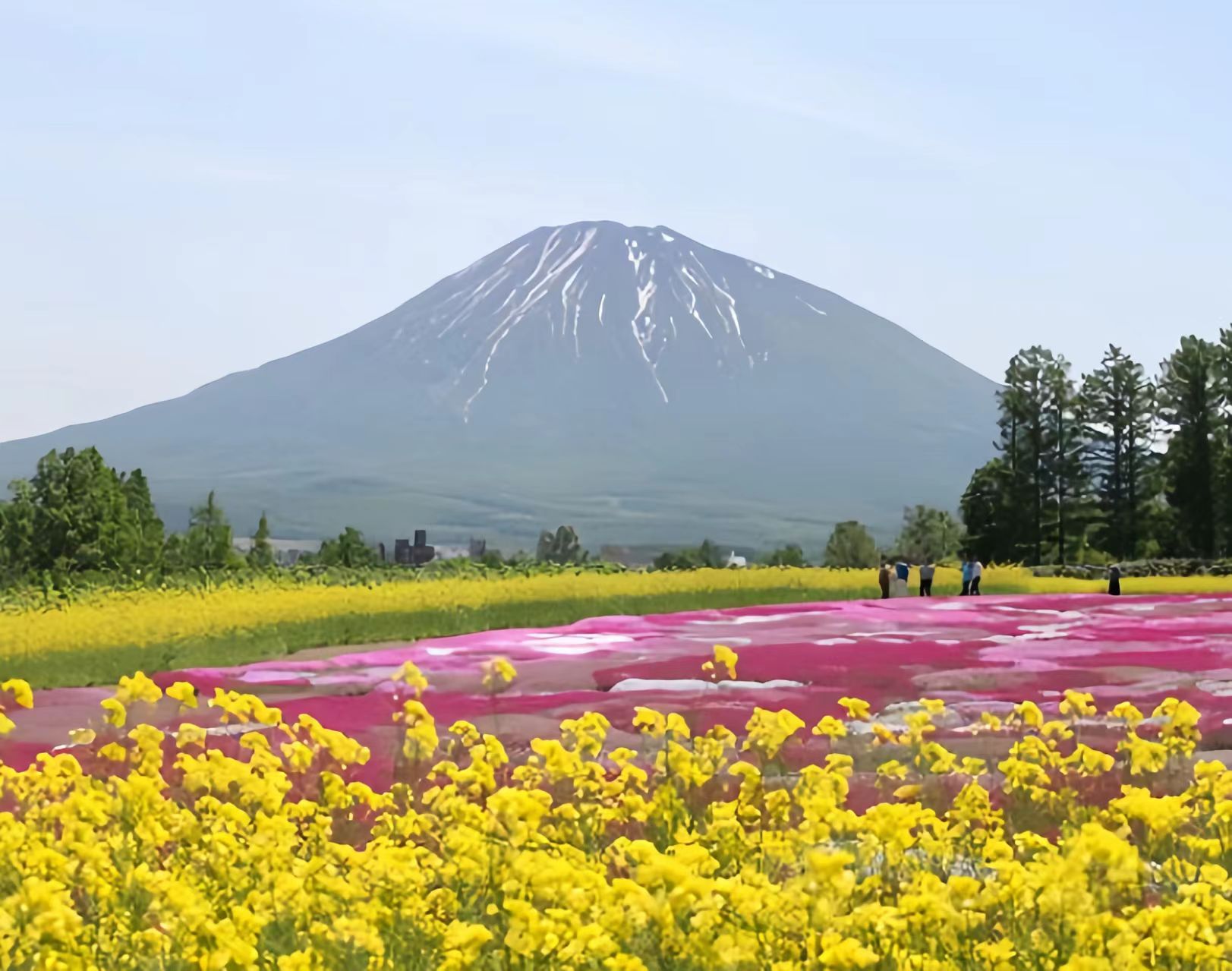 【浪漫芝樱限定】北海道俱知安小樽一日游 | 洞爷湖+昭和新山+洞爷湖畔+俱知安芝樱+小樽
