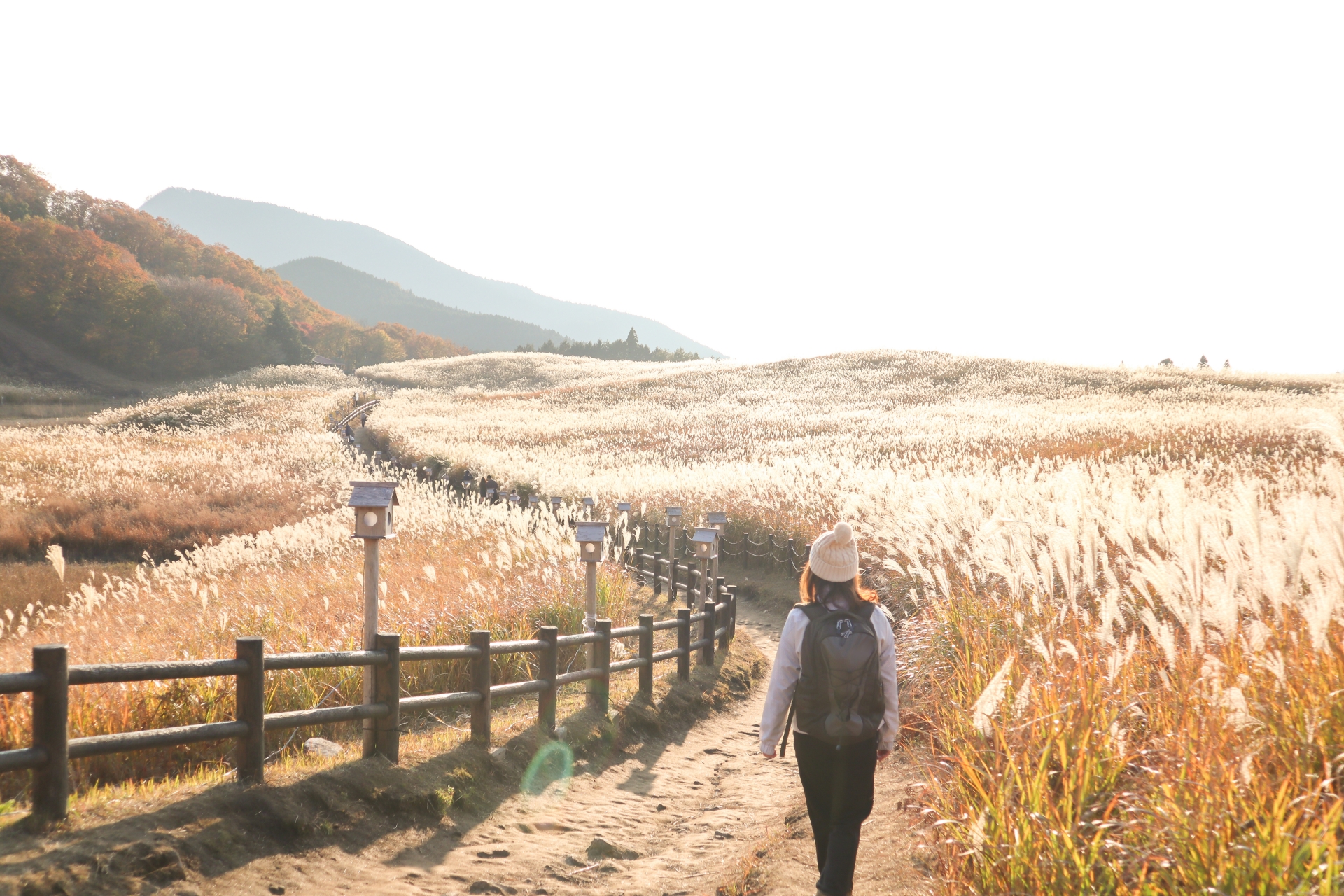 从名古屋出发：索尼高地生态探险与观看大鲵