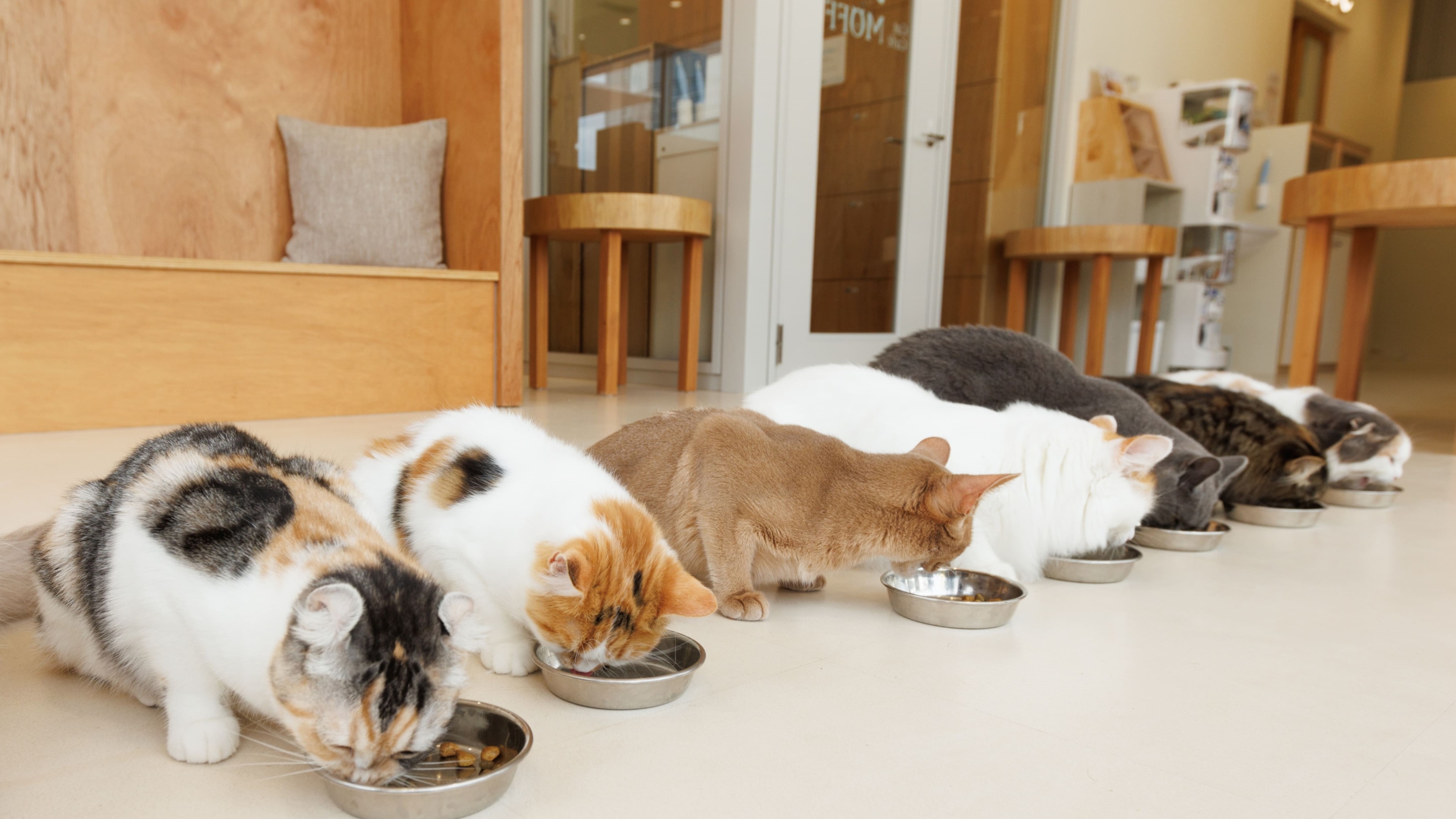 猫咖啡馆MOFF广岛新町店