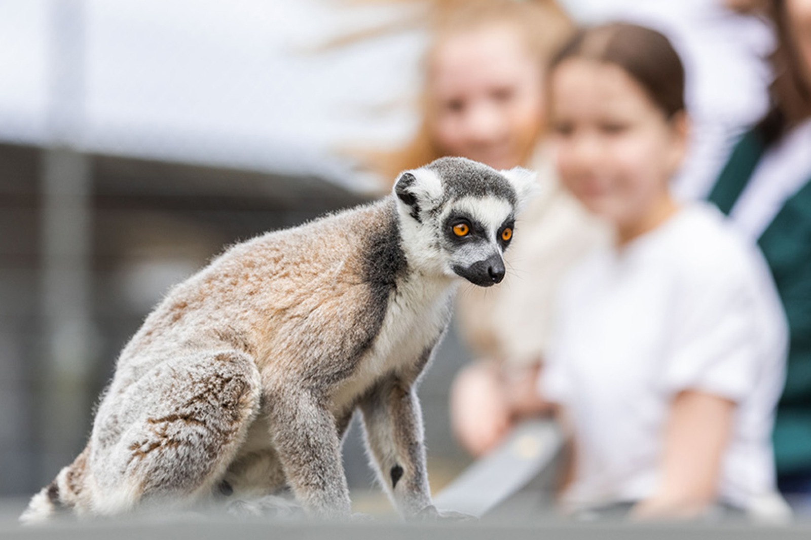 狐猴之地和莫纳托野生动物园一日游