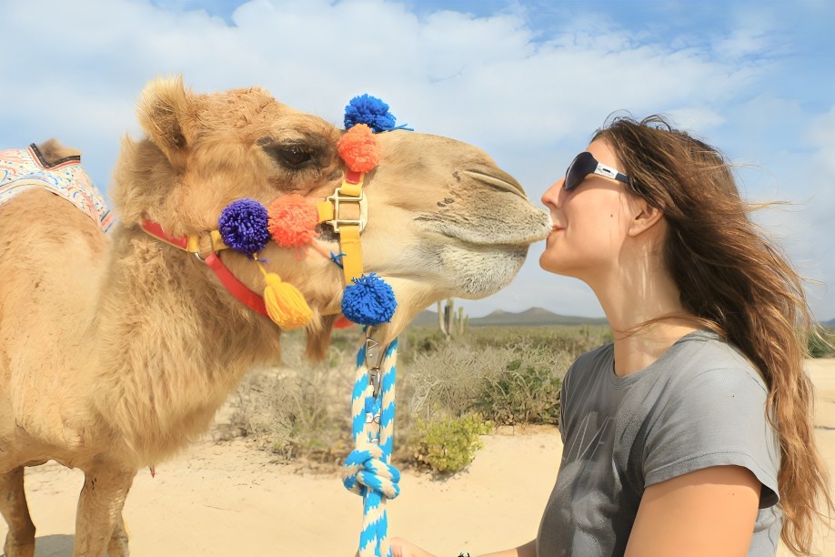 在墨西哥洛斯卡沃斯骑骆驼探索