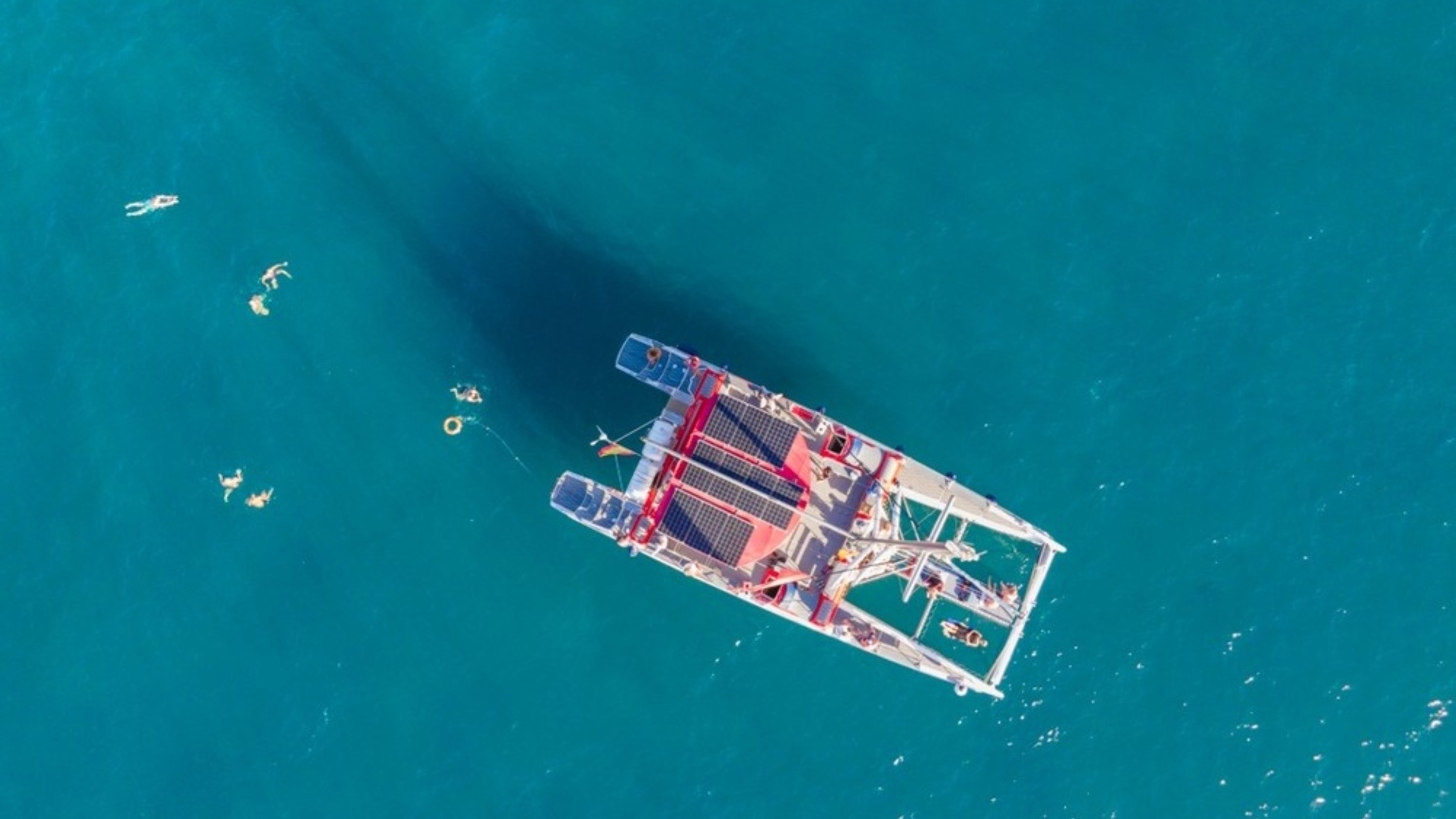 特内里费岛观鲸豚之旅