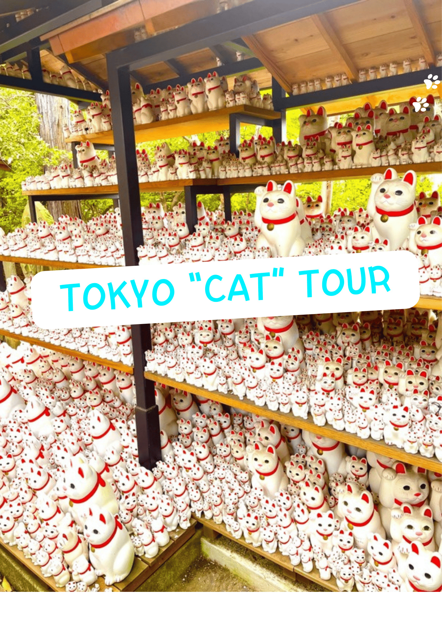 豪德寺招财猫、新宿猫咪咖啡厅与3D猫咪之旅（东京）