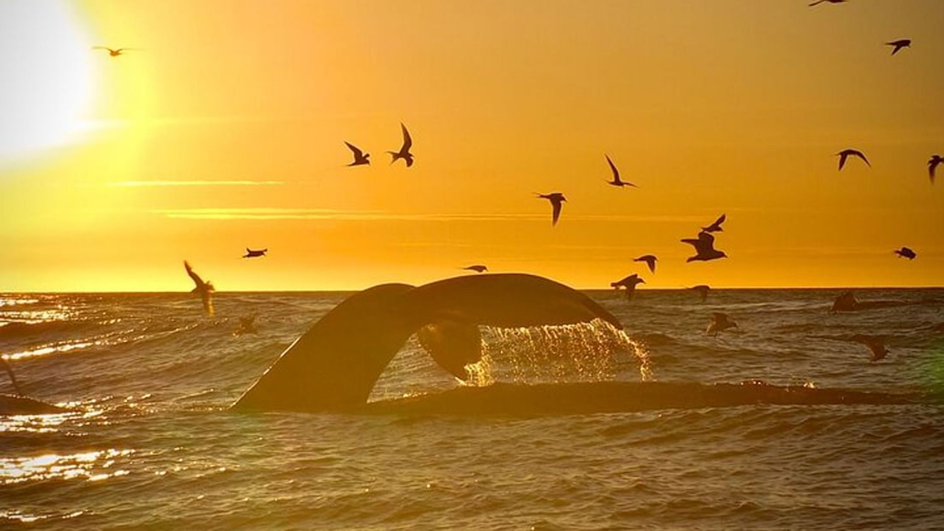 胡萨维克大型鲸鱼和海鹦乘船游览