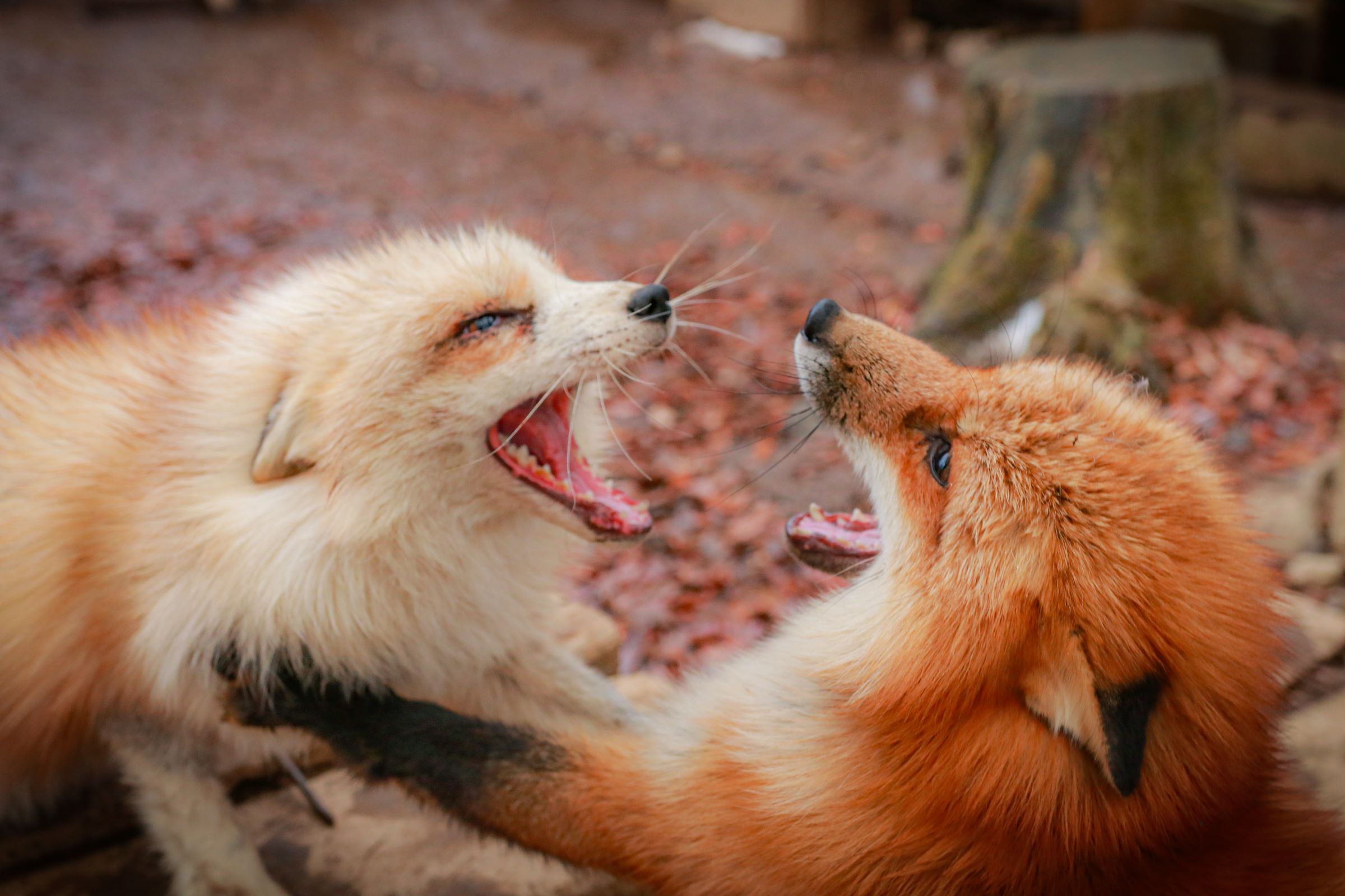 <Departing and arriving at Sendai Station> 藏王狐狸村和银山温泉一日游（Zao Fox Village and Ginzan Onsen Day Trip Tour）