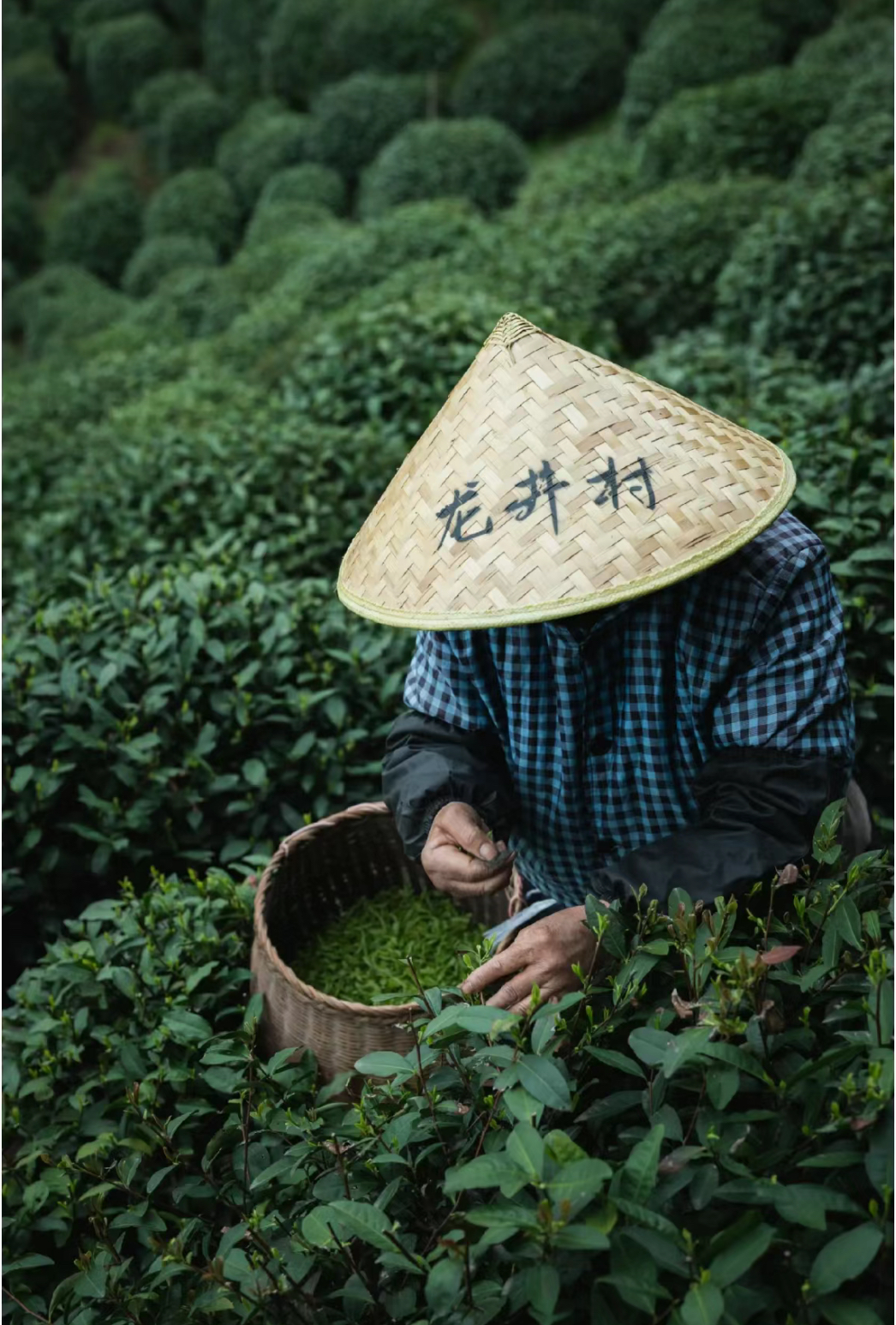 杭州西湖龙井茶文化深度体验半日游：采茶+炒茶+品茶+人工精讲