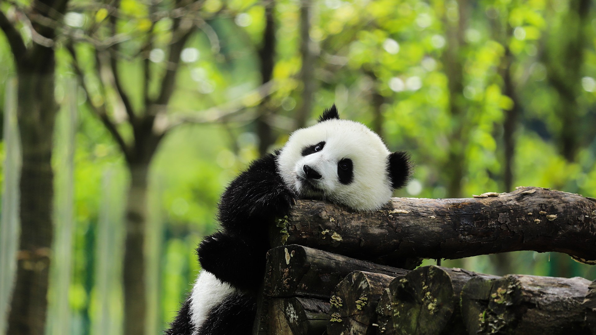 四川成都九寨沟7日（九寨沟+看翠海和彩林+峨眉山日出云海+乐山大佛游船+纯玩私家团）