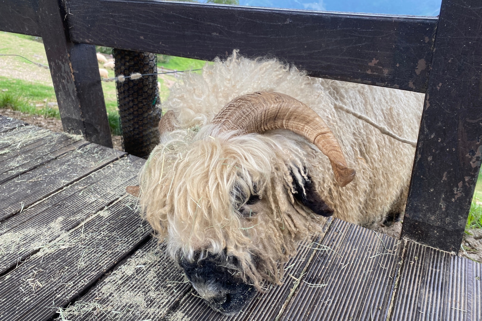 日月潭＆清境农场一日游(台中市区&台中高铁出发)