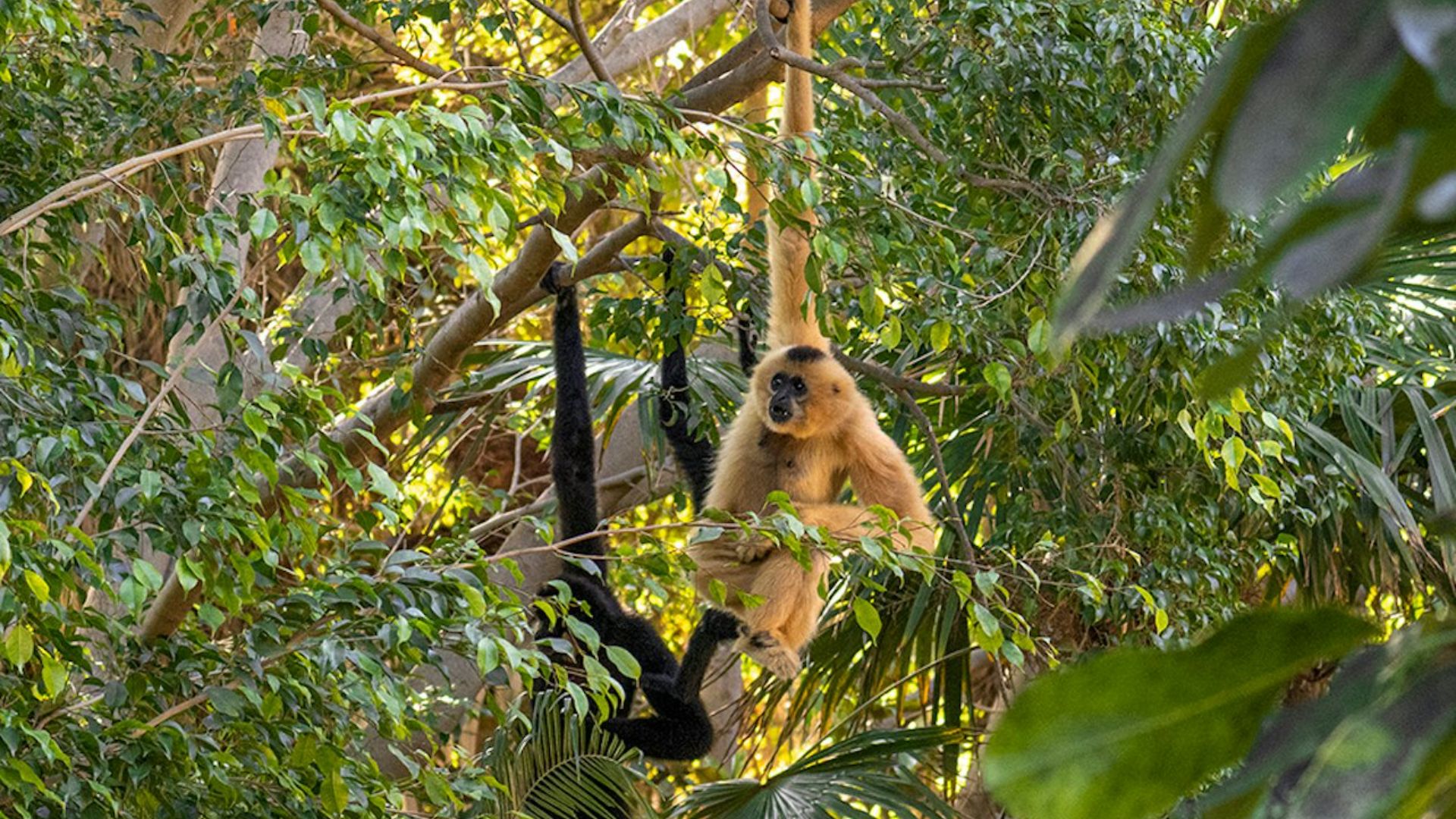 Bioparc Fuengirola 门票