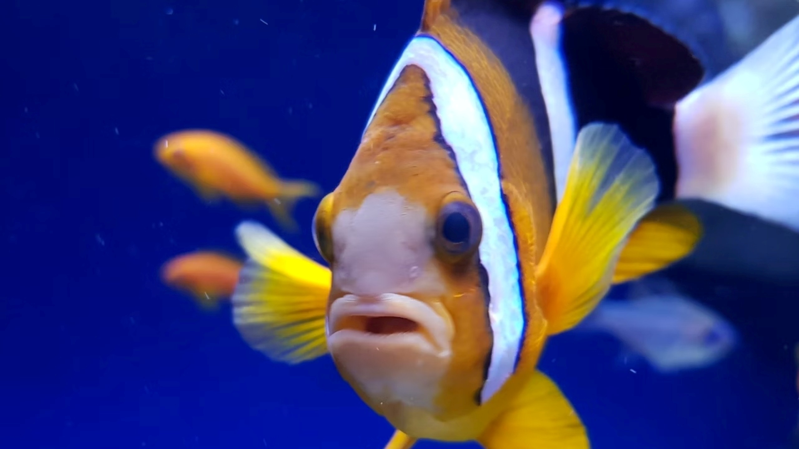 拿坡里水族馆与达尔文多恩博物馆门票