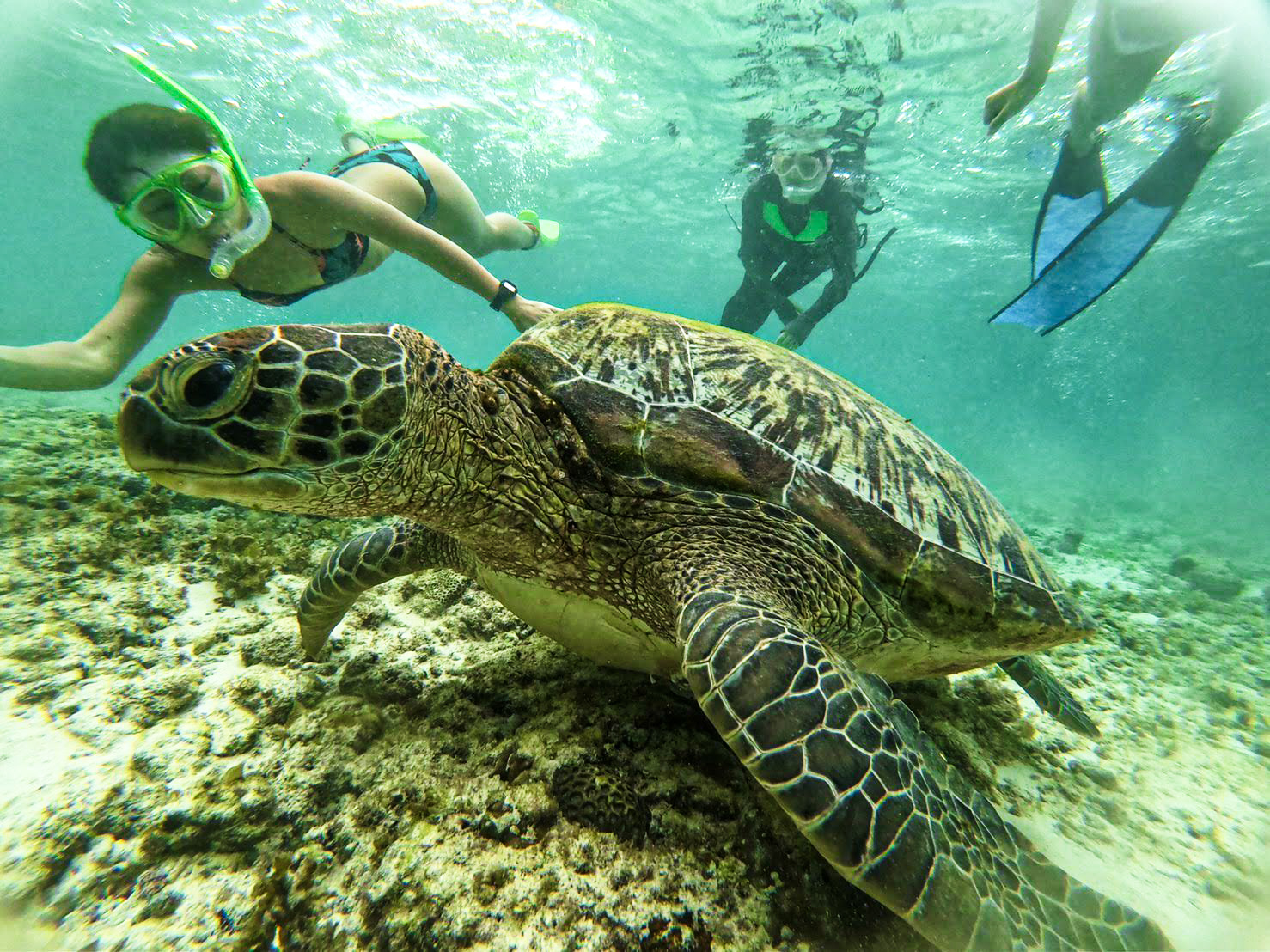 莫阿尔博阿尔鲸鲨浮潜和沙丁鱼群畅游