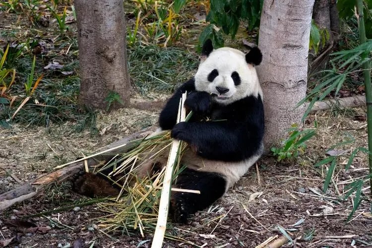 成都熊猫基地 文殊院 人民公园 锦里 私人导览一日游