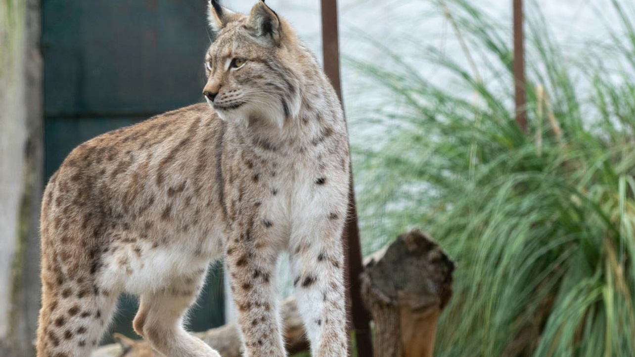 托莱多动物园 (Zoo Koki) 门票