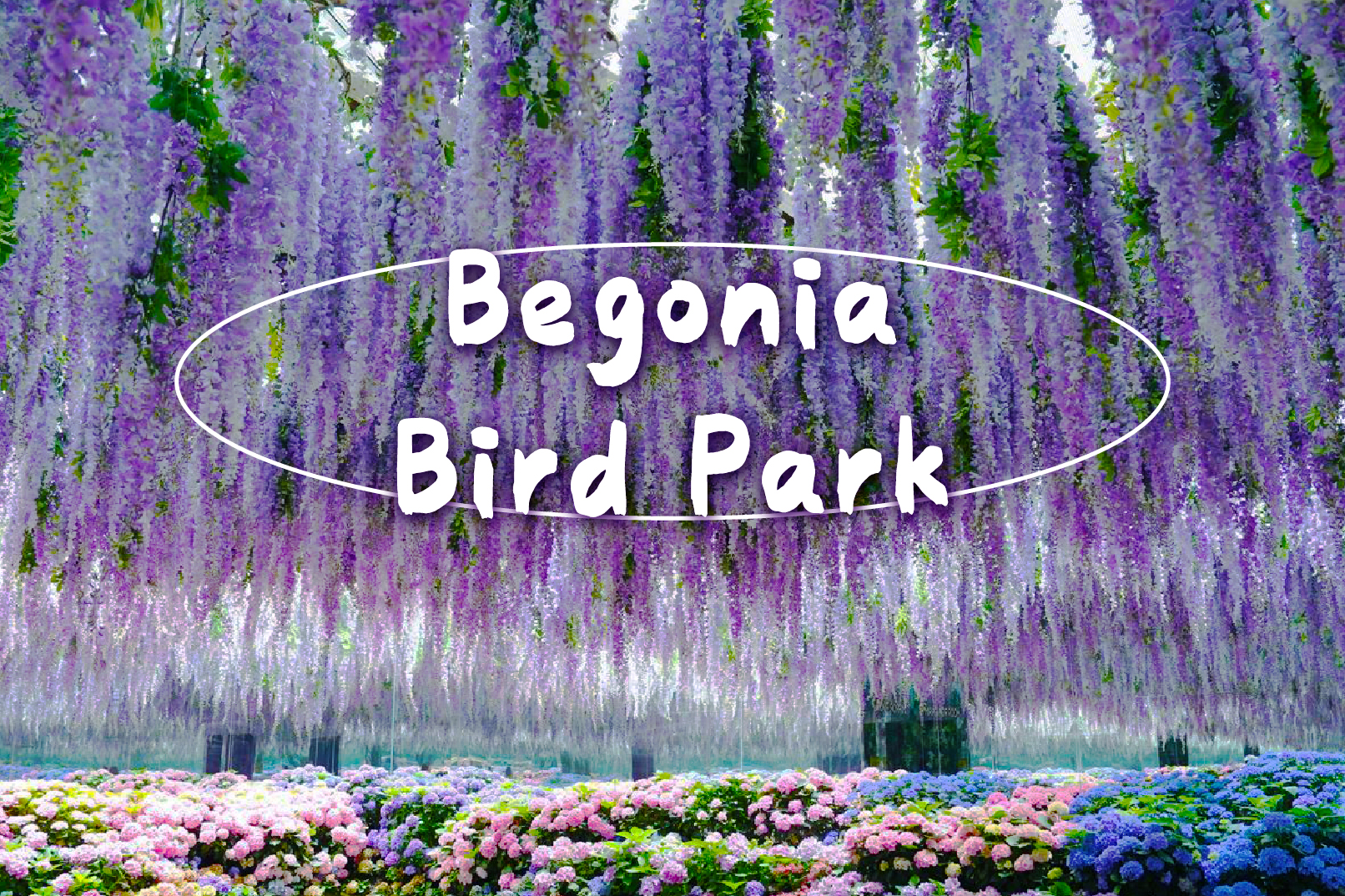 秋海棠鸟类公园 / 南怡岛 / 铁道自行车 / 晨静树木园 / 快乐草原农场