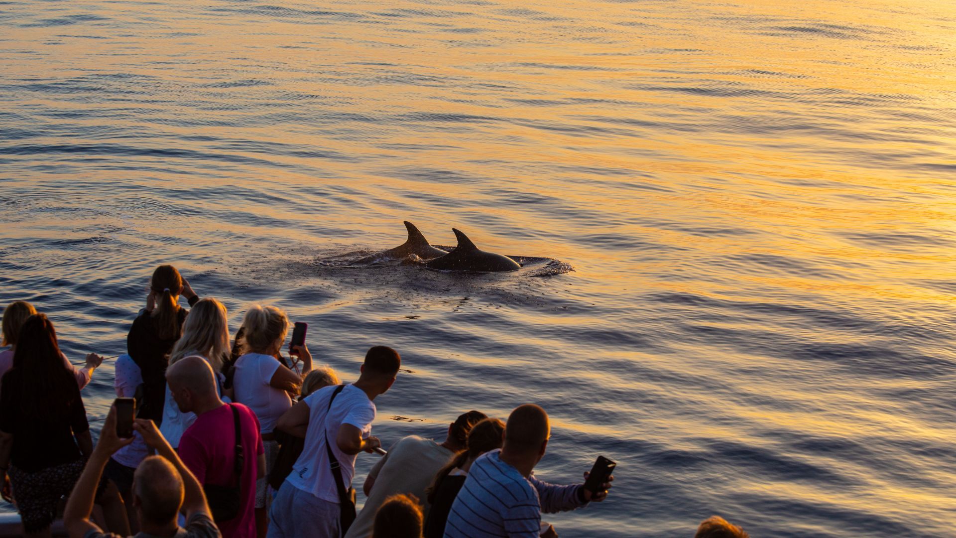 阿尔库迪亚水上日出和海豚观赏体验