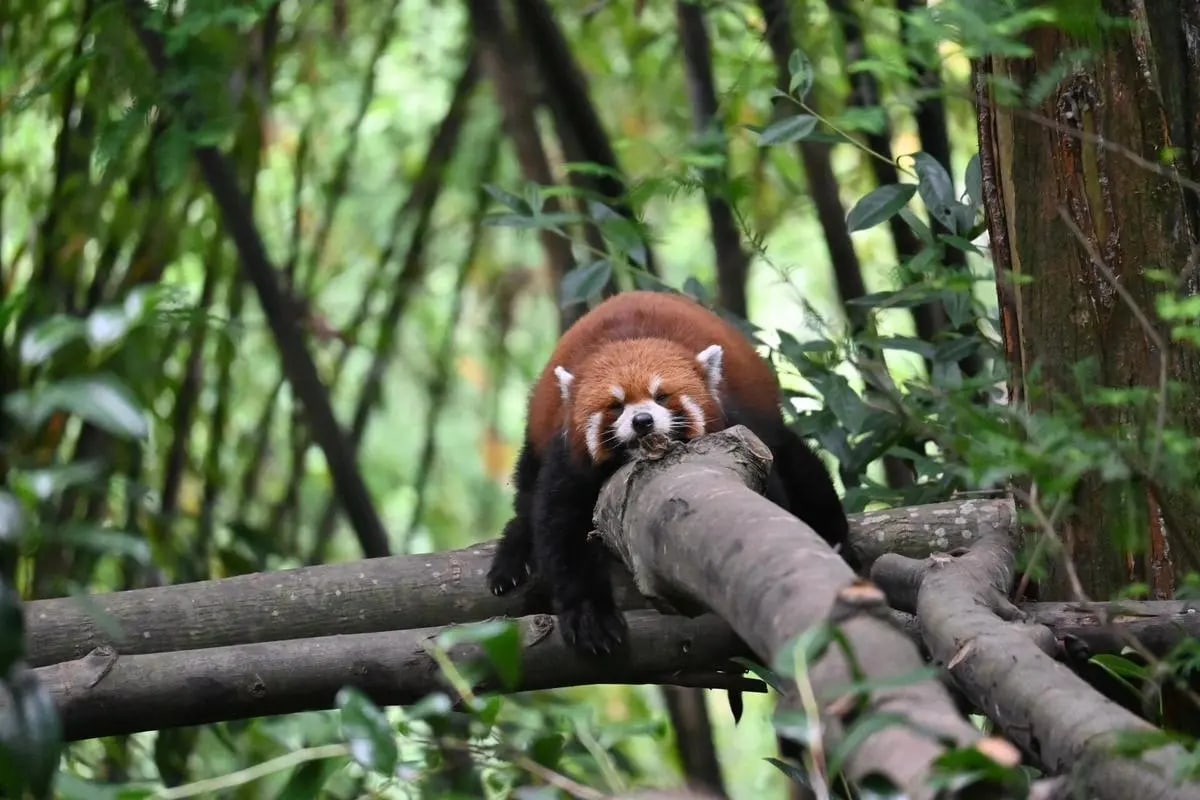 成都出发 熊猫谷 都江堰 私家团一日游