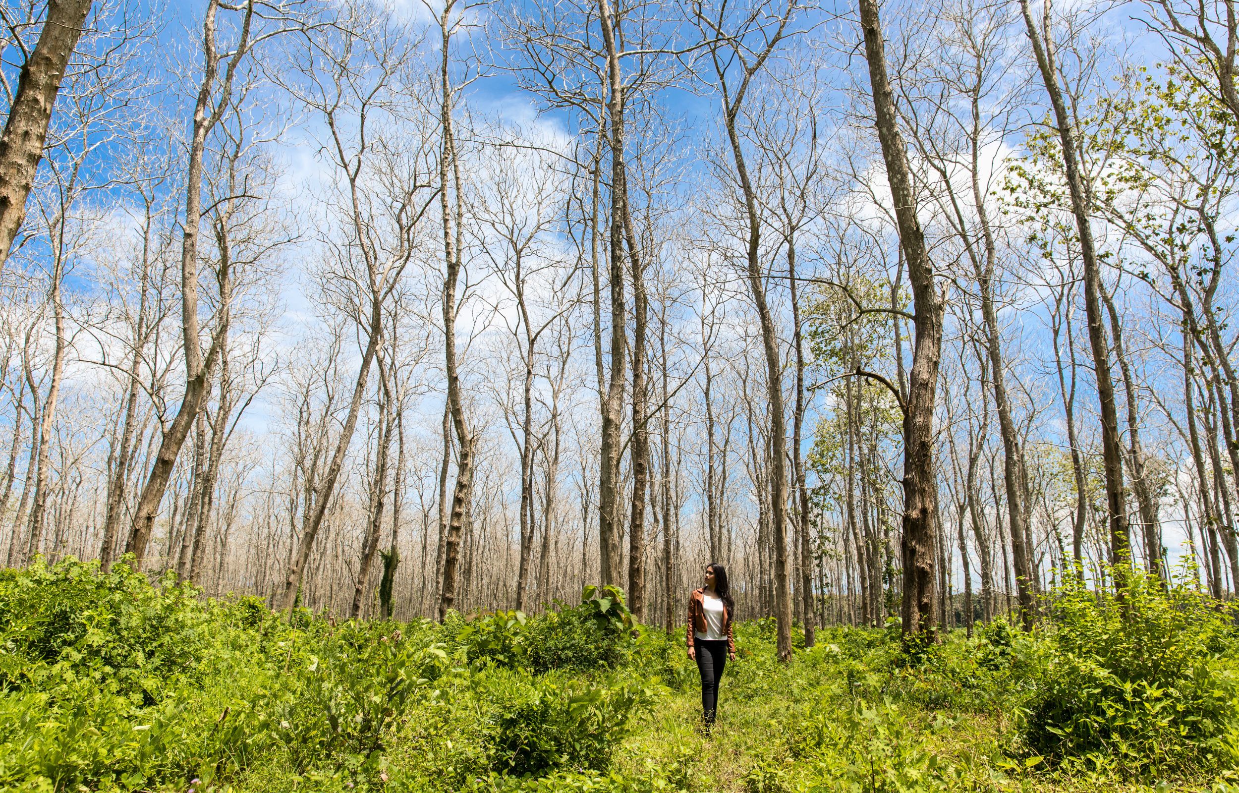 从 Banyuwangi 出发的阿拉斯普尔沃国家公园一日游