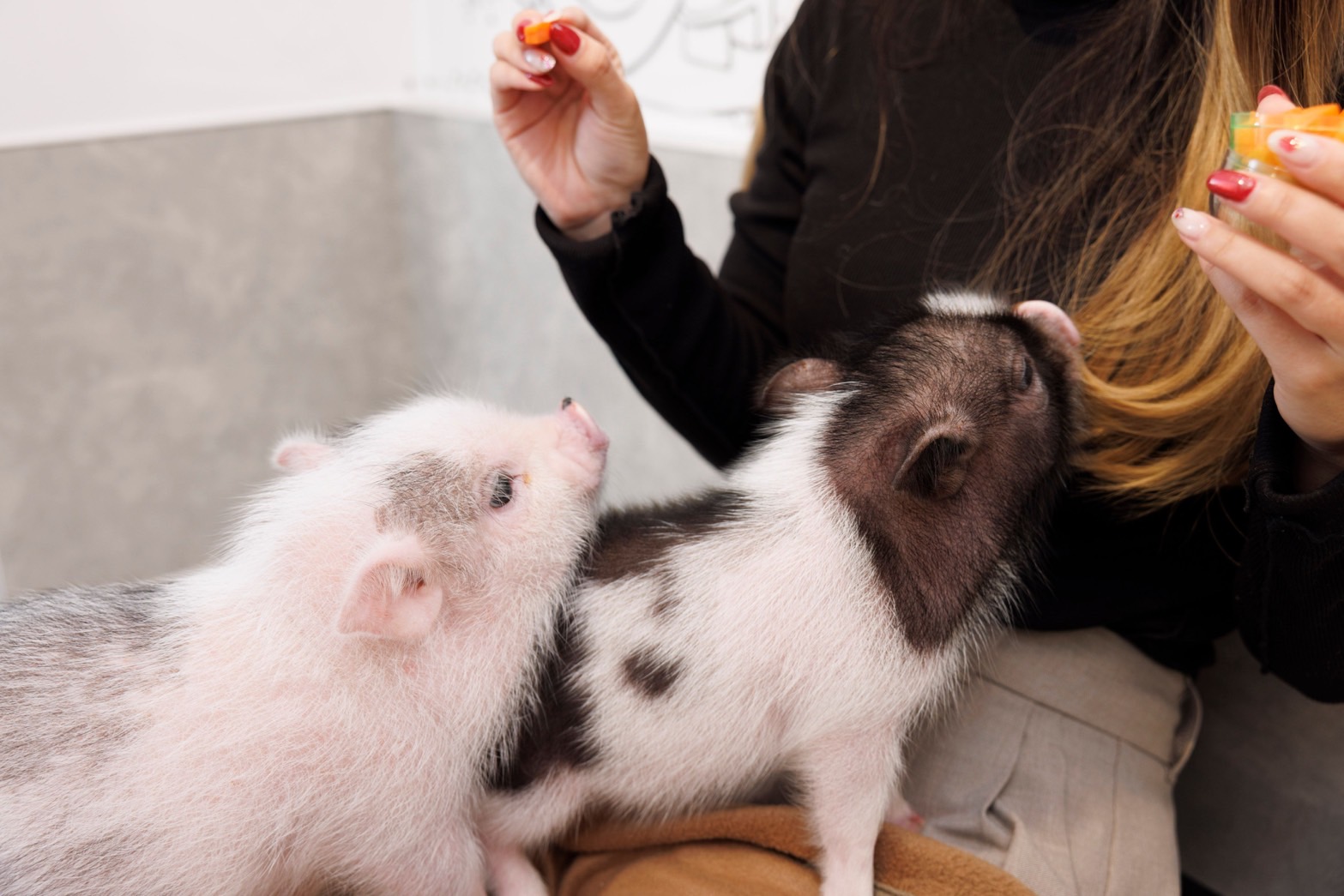 东京浅草私人迷你猪咖啡馆体验（含喂食）