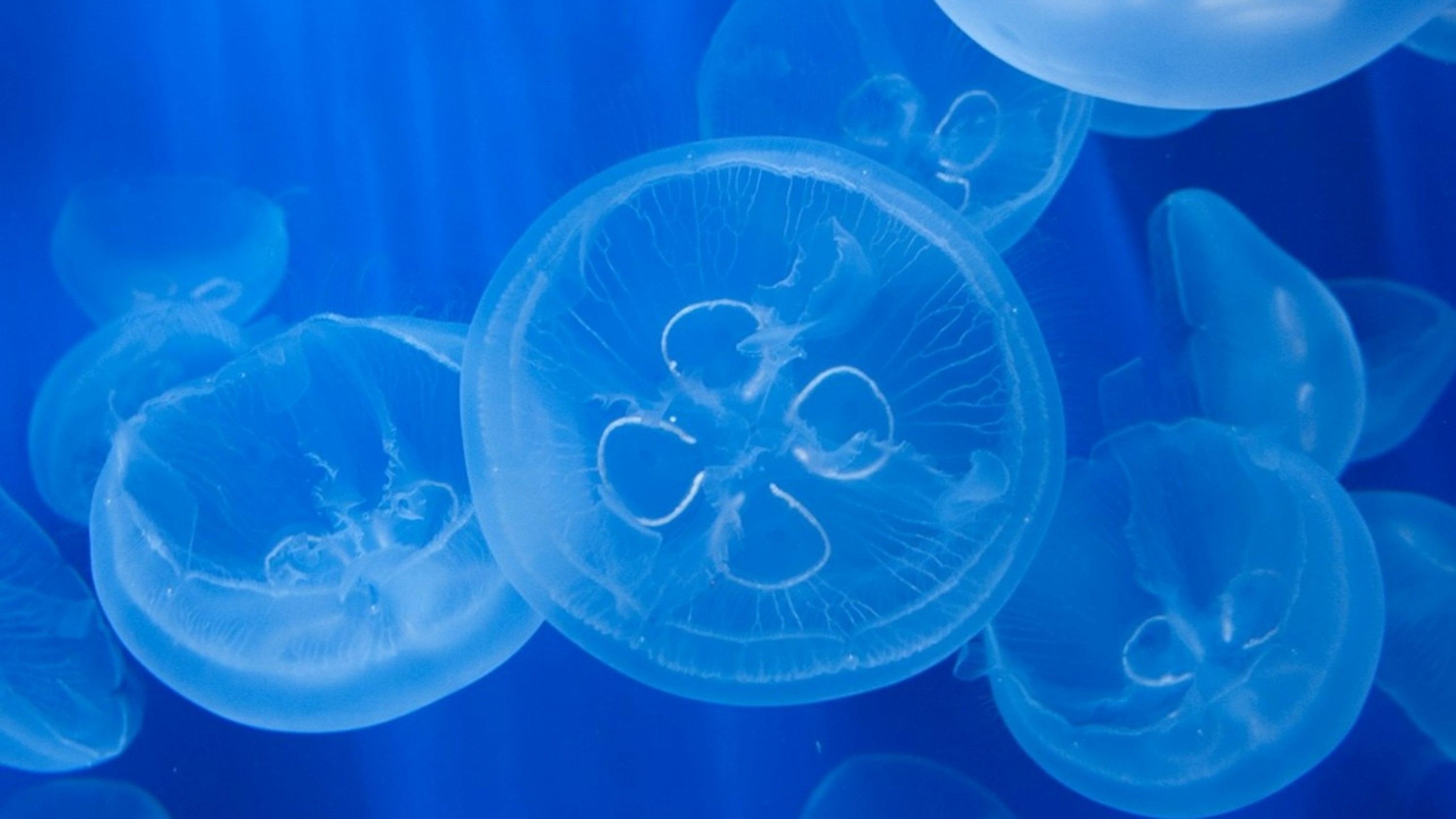 热那亚水族馆和冰淇淋体验门票