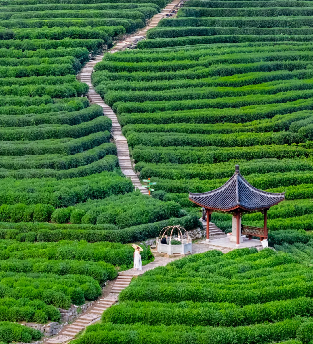杭州龙井茶园轻徒步5km：九溪烟树+九溪瀑布+龙井村采茶+炒茶+品茶+乾隆十八棵御茶+专业导游全程陪同讲解