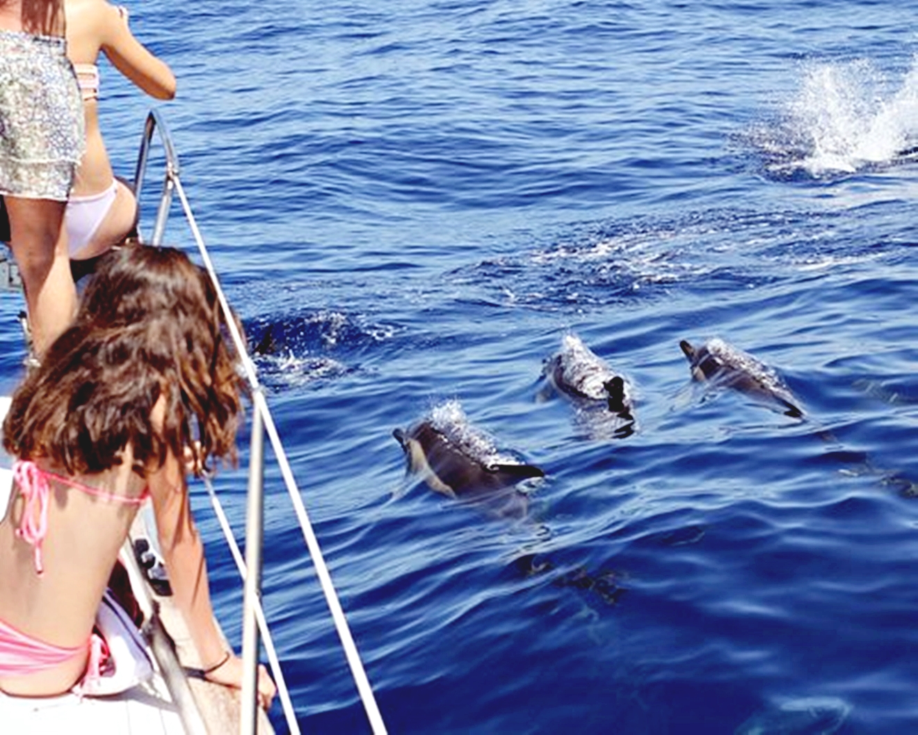 红海终极探险：海豚观赏、浮潜和午餐