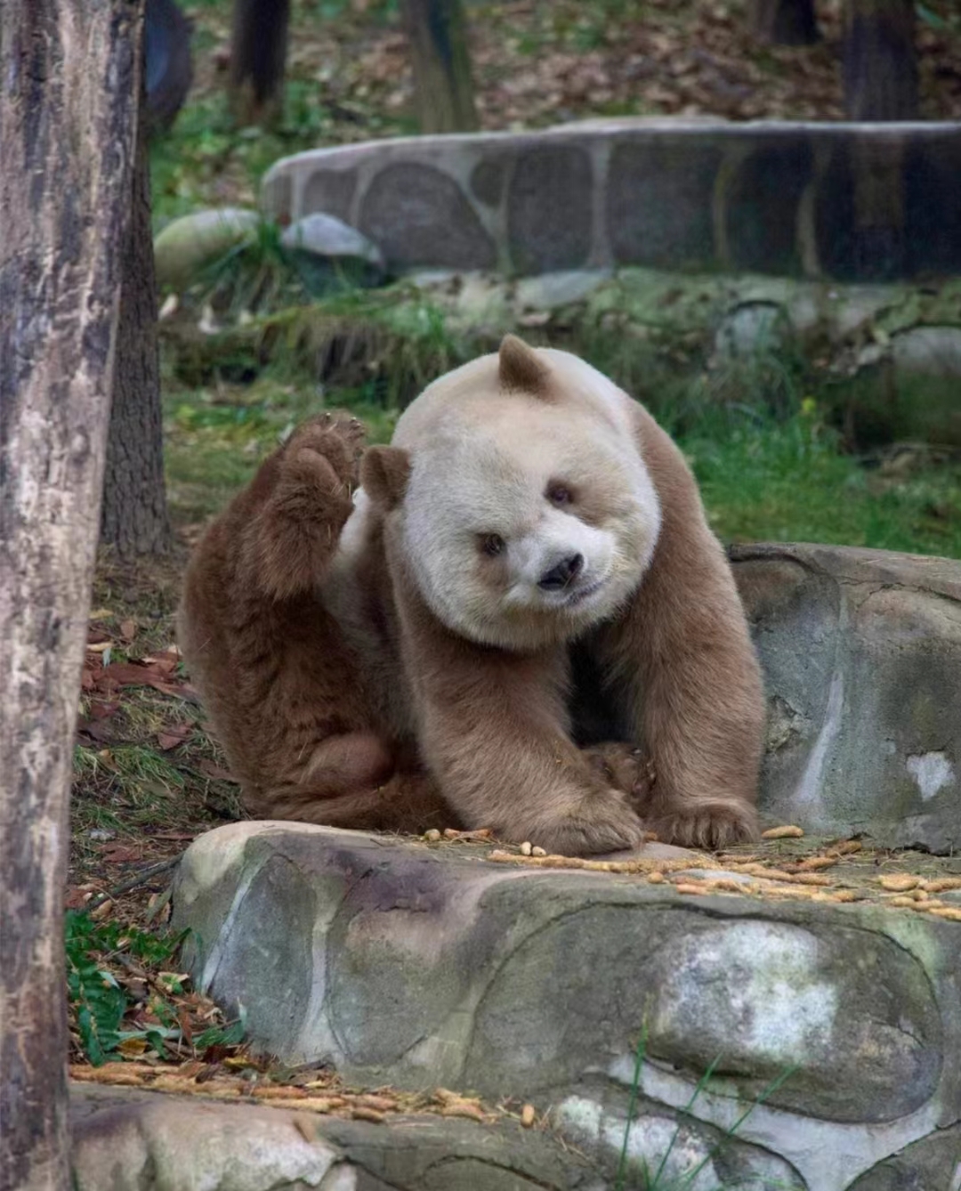 西安私人大熊猫“七仔”一日游（中英导游全程陪同+酒店接送）
