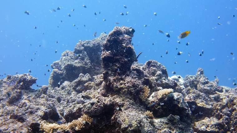 红海体验水肺潜水