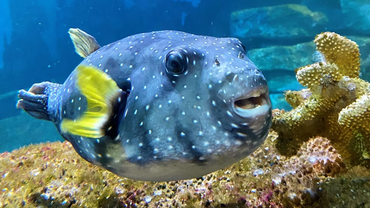 阿姆内维尔水族馆门票