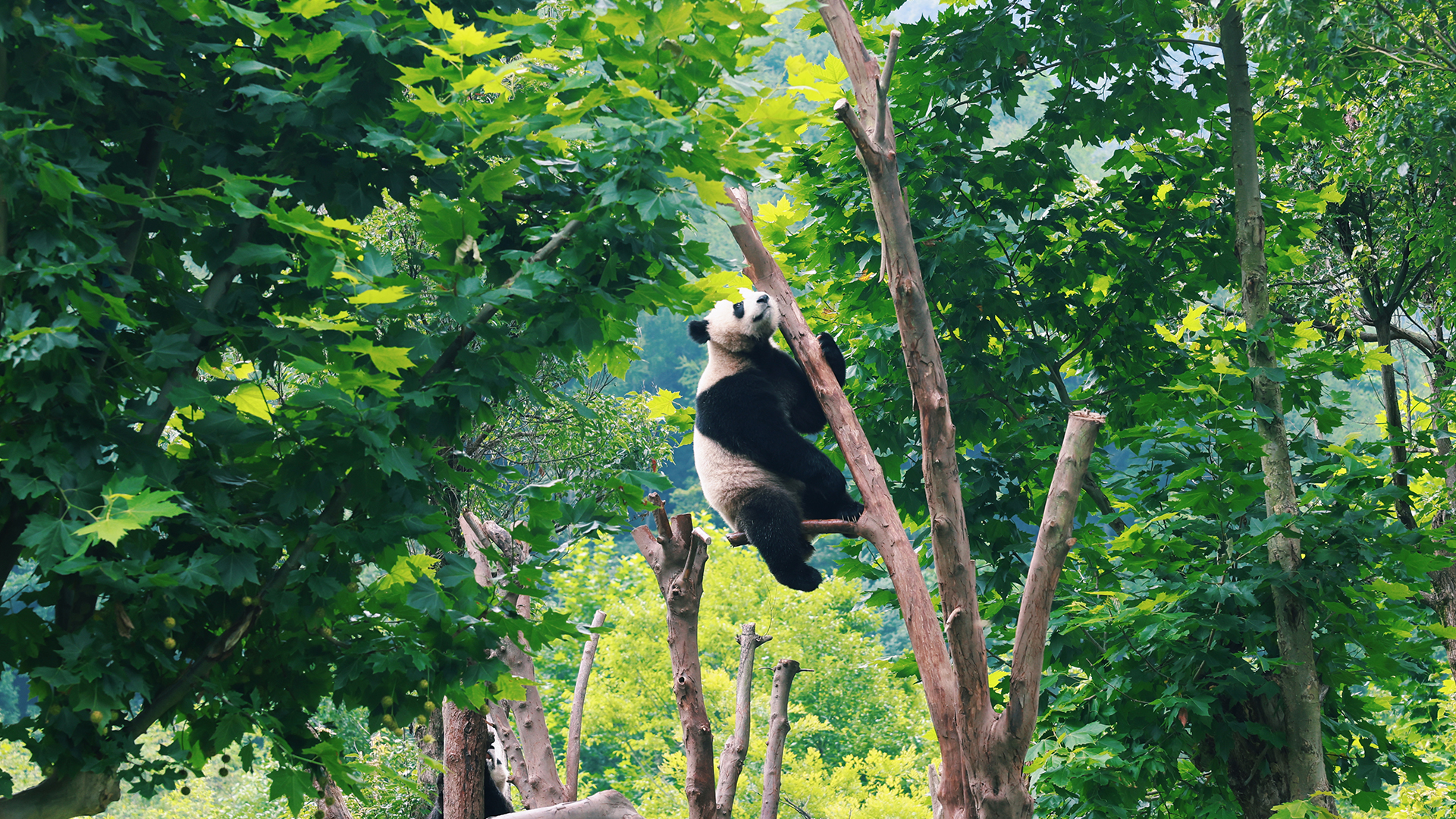 成都四姑娘山九寨沟6日（川西高原雪山林海+神奇九寨美景+黄龙彩池+纯玩私家团）