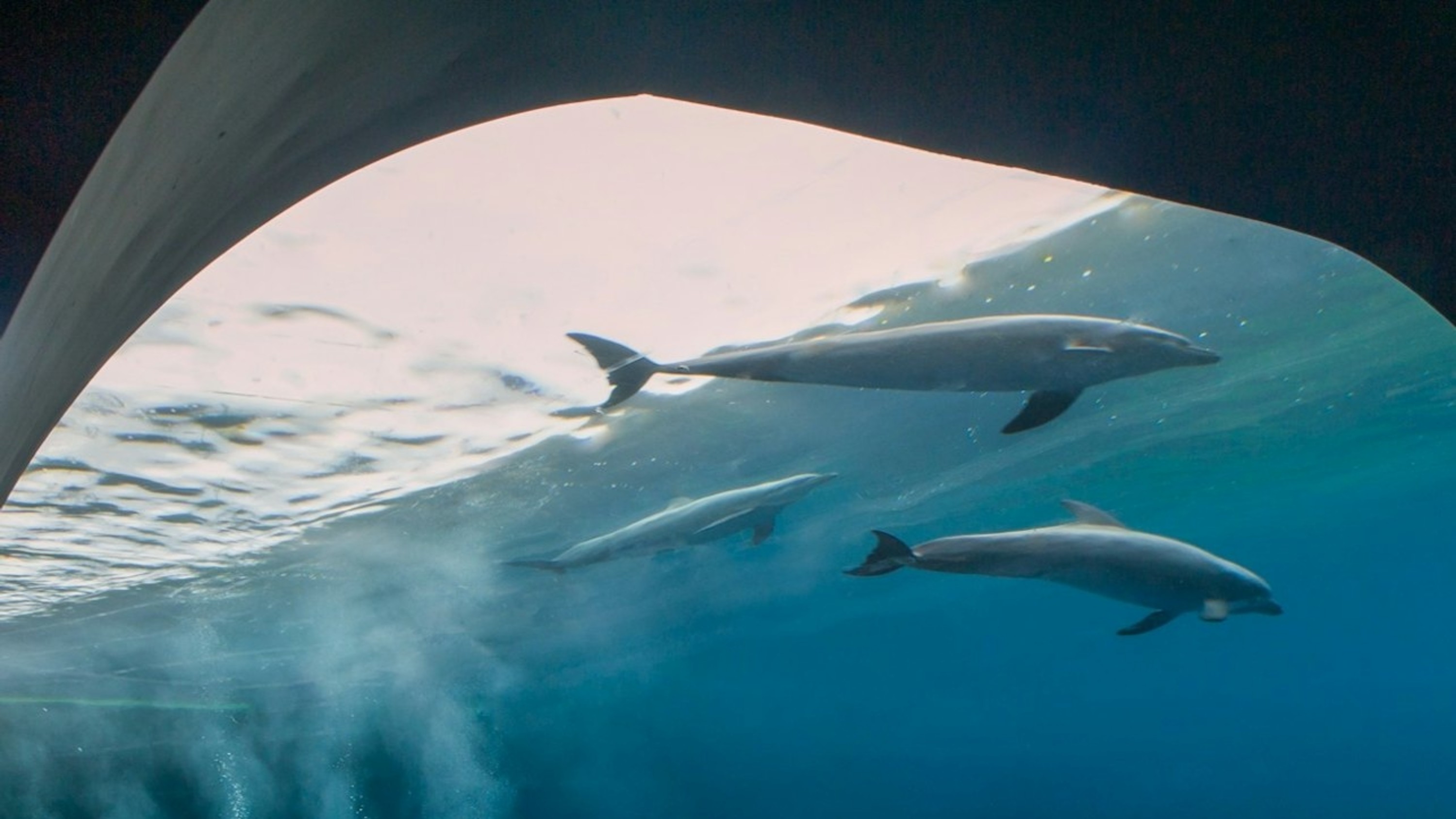 热那亚水族馆与幻觉展门票
