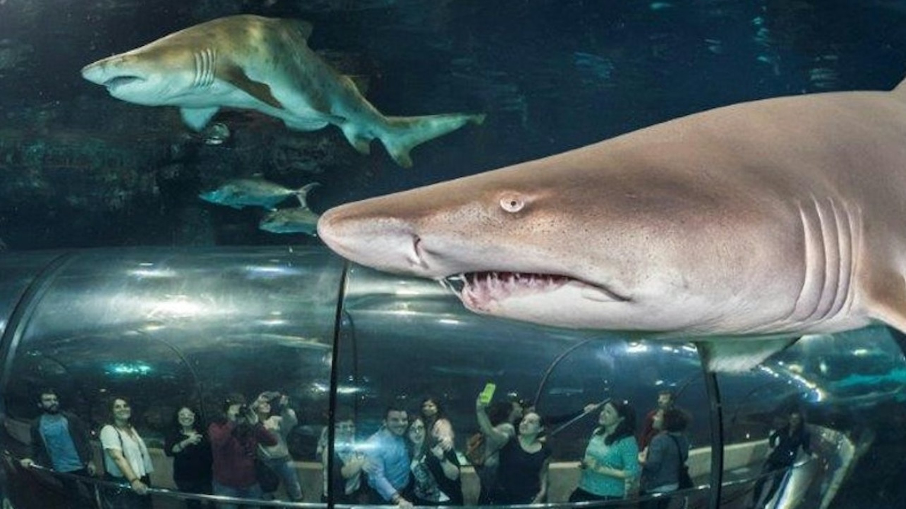 巴塞隆纳水族馆门票（弹性入场）