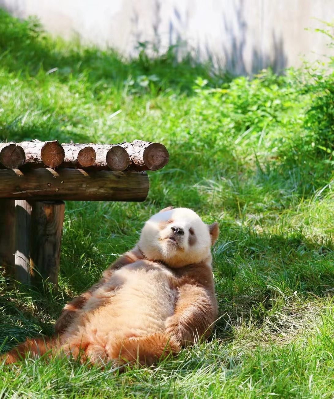 西安私人大熊猫“七仔”半日游（中英导游全程陪同+酒店接送）