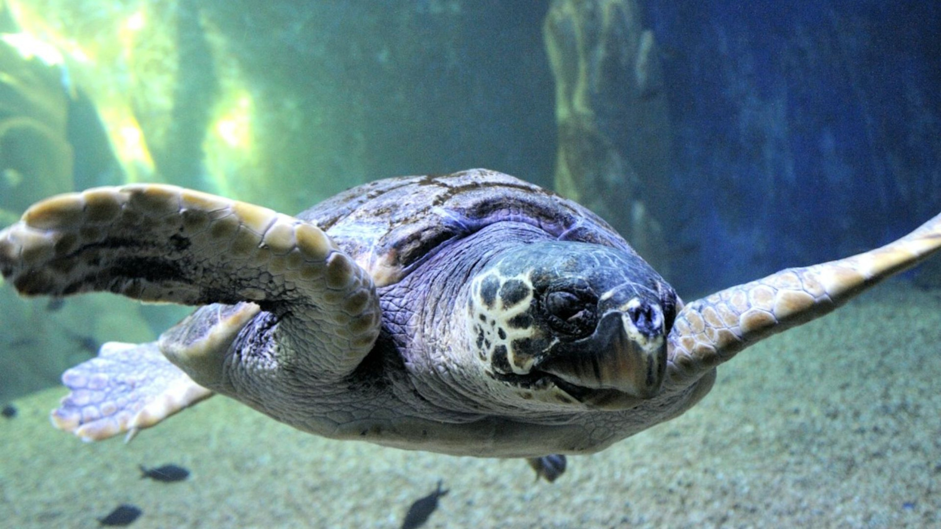 撒丁岛卡拉戈诺水族馆门票