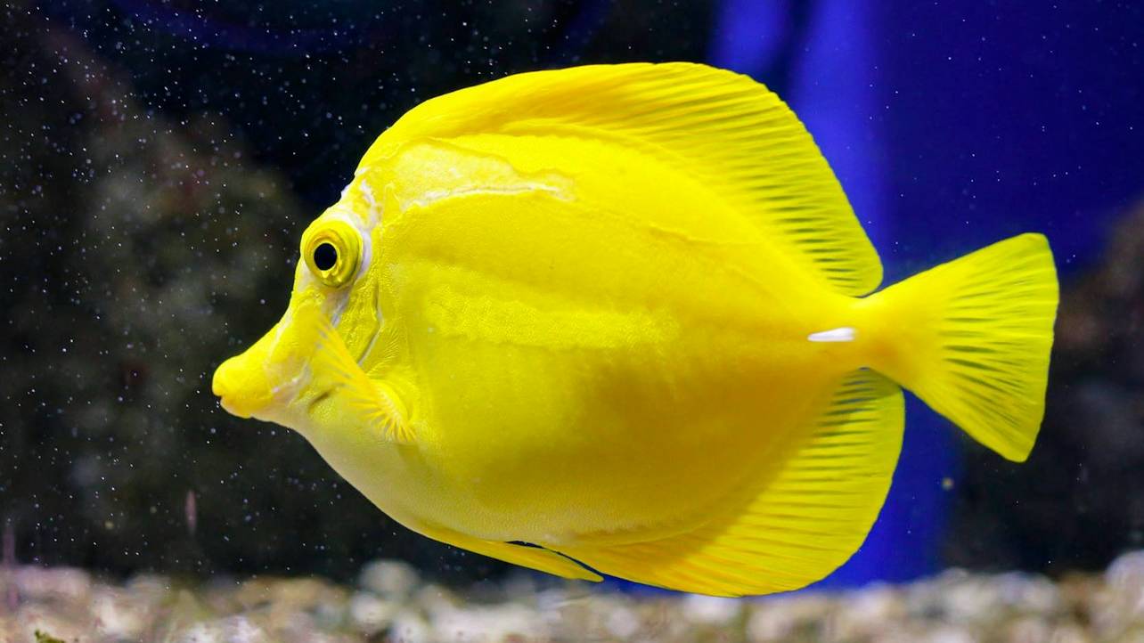 巴黎水族馆 (Oniria Aquarium) 门票