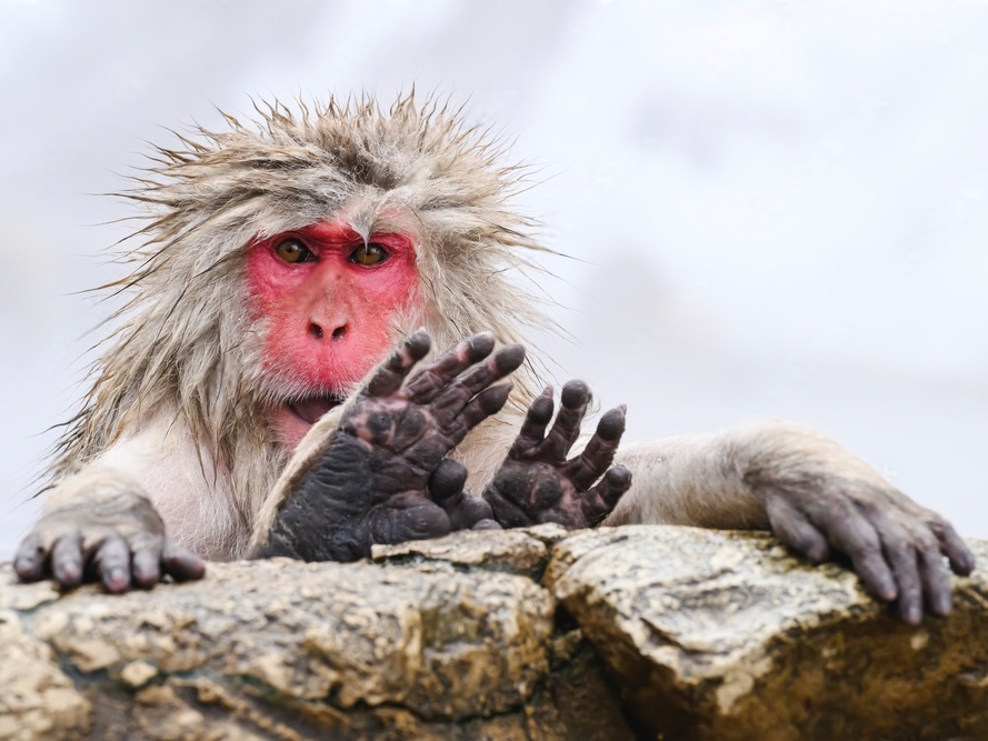 地狱谷猴园和善光寺私人一日游