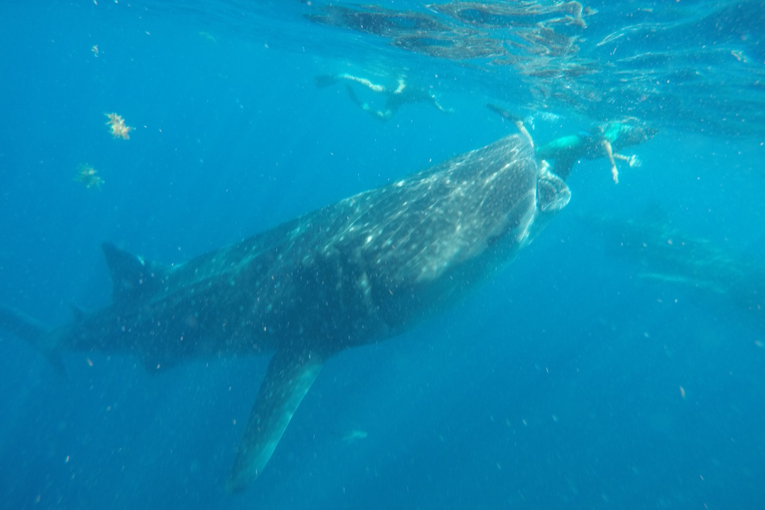 坎昆鲸鲨浮潜之旅