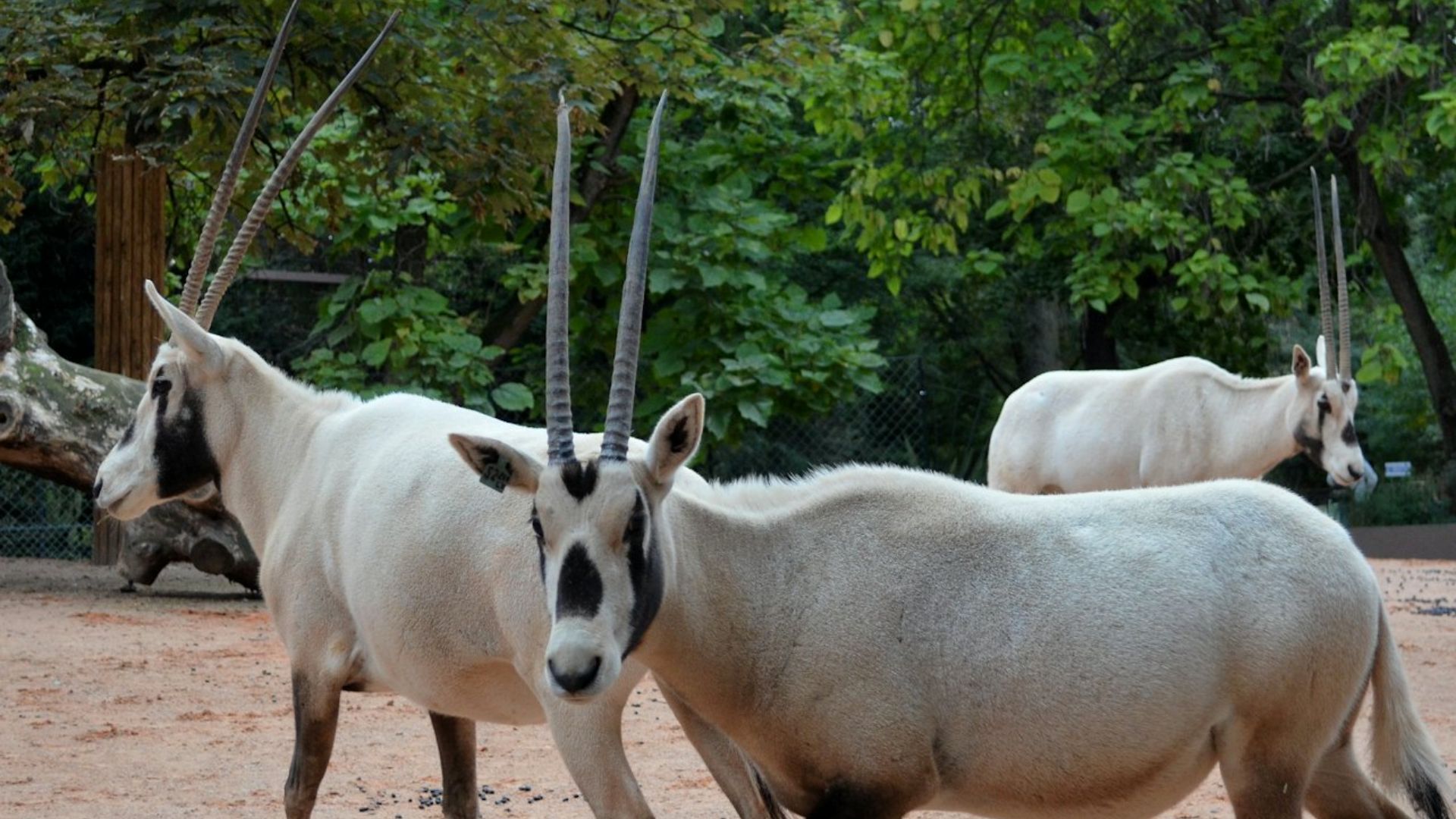 巴黎植物园动物园 (Menagerie, the Jardin des Plantes Zoo) 门票