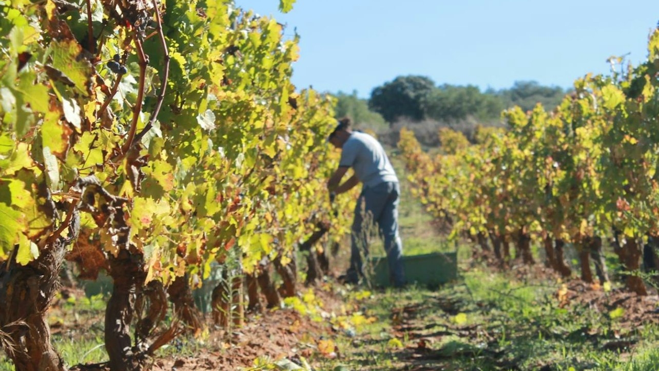 隆达 (Ronda) 葡萄园之旅，品尝葡萄酒或享用午餐