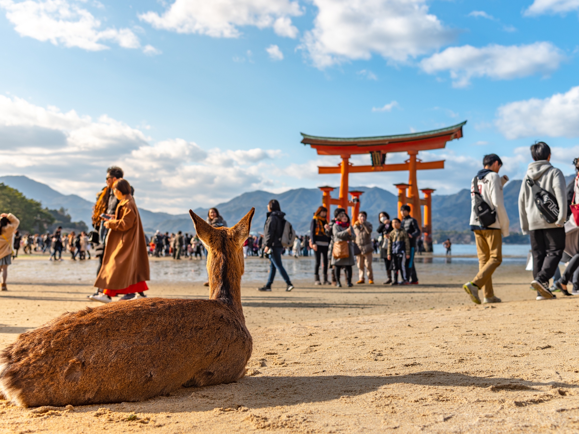 广岛宫岛一日游（含渡轮）