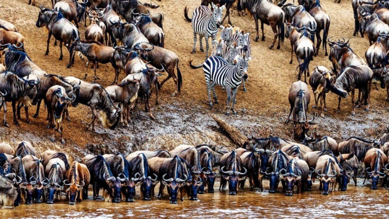 坦桑尼亚7天角马大迁徙