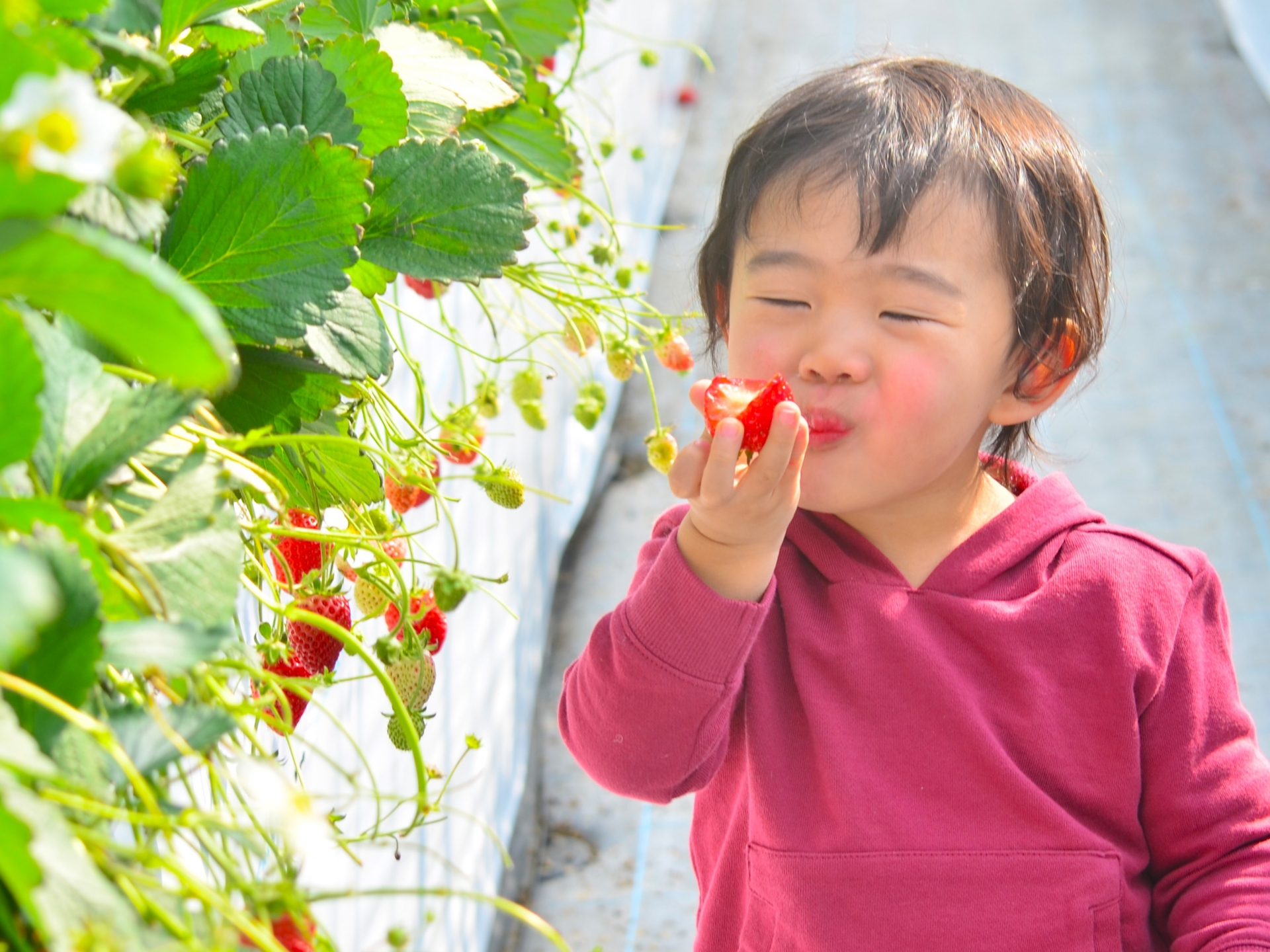 草莓任摘 & 泉南収穫之丘一日游（含午餐 / 大阪 / 大阪出发）