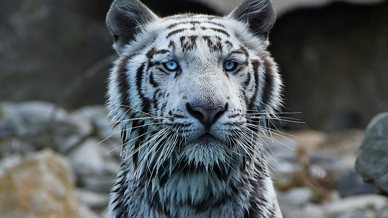 巴奔动物园 (Barben Animal Park) 门票
