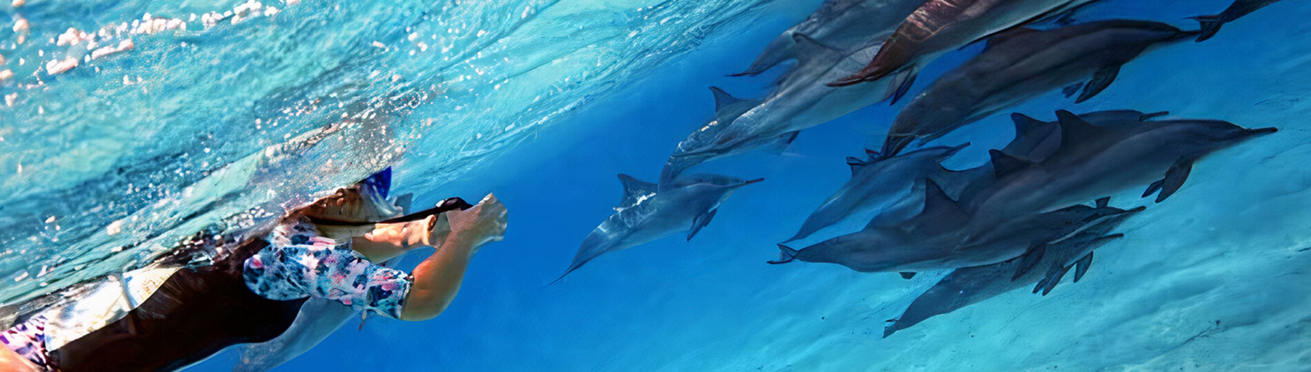 赫尔格达海豚屋浮潜之旅