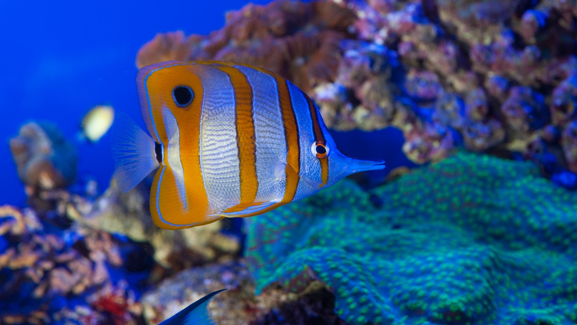 热那亚水族館门票