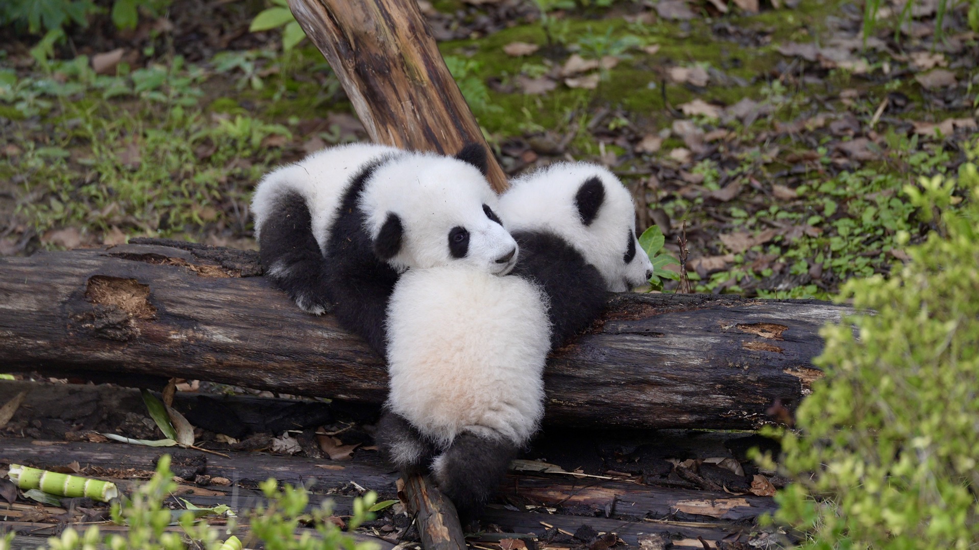 成都私人导览1日游 大熊猫繁育研究基地 金沙博物馆